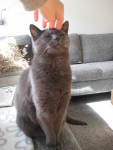 Max
