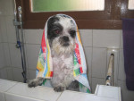 Schattige Owen