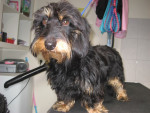 Wiep voor