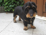 Wiep is weer klaar