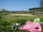 Picknicken met Sammie