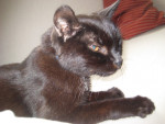 Lief oudje Gizmo 