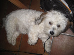 Ringo is mee als oefenhondje