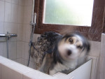 Sam schud zich lekker uit tijdens het wassen, actiefoto!