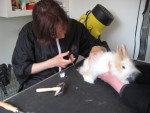 Leuk! Pluis in de trimsalon