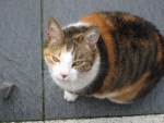 Floortje