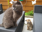Wil je misschien spelen, Max? Vraagt Knuffel ...