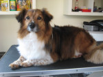 Tosca ligt lekker relaxed op de trimtafel