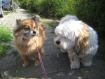 Bennie en Ringo