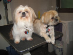 Rocky en Sarina