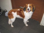 Tibor