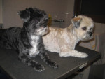 Phoeby en Lizzy