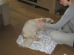 Massage Beertje
