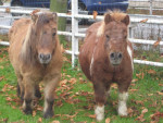 Kleine vriendinnetjes