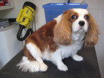Quincy is weer klaar