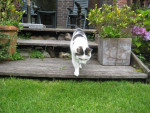 Romi maakt elke dag een wandeling door haar tuin