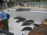 De zeehonden nog in hun basin